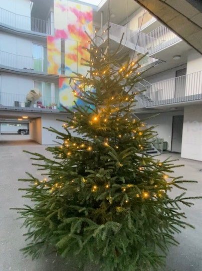 O Tannenbaum…